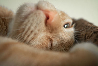 Close-up of a cat at home