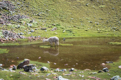 Sheep in water