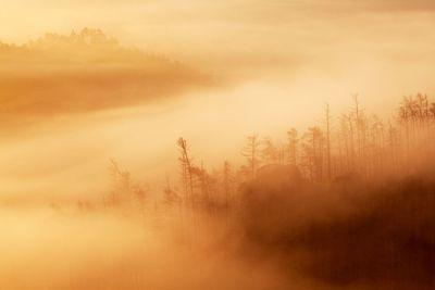 Trees on landscape against sky during foggy weather