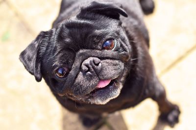 Close-up portrait of dog