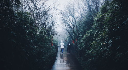 Rear view of people walking on bare trees in forest