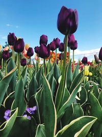 Close-up of purple tulip flowers against sky