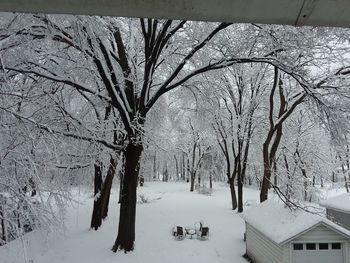 Bare trees on snow covered landscape