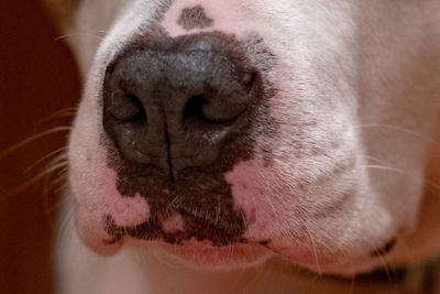 Close-up of a dog