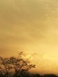 Low angle view of silhouette tree against sky