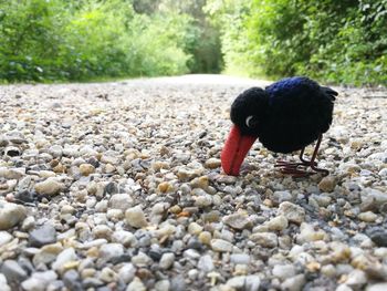 Close-up of a bird