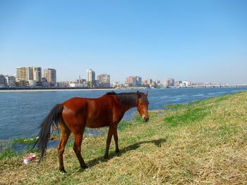 Horse standing in front of buildings against clear sky