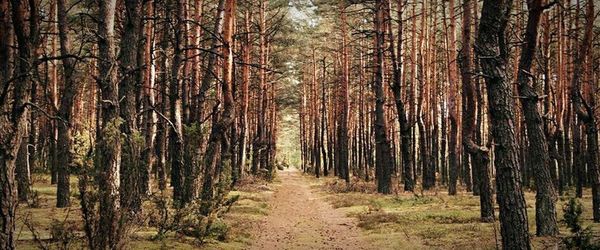 Dirt road passing through forest