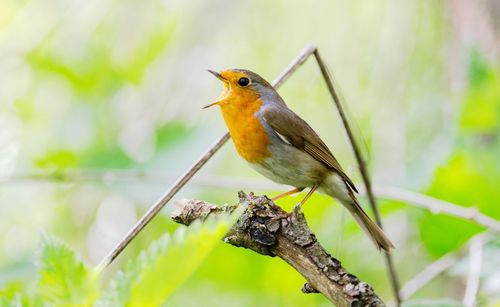 Close-up of bird perching on a plant