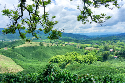 Scenic view of coffee farm against cloudy sky