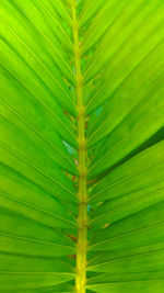 Full frame shot of palm leaves