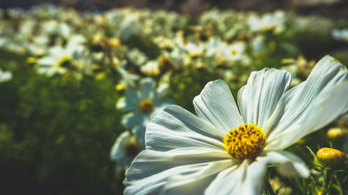 Close-up of white flowering plants