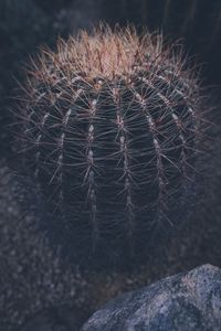 Close-up of cactus on field