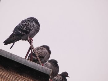 Low angle view of birds perching on roof against sky