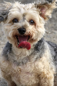 Close-up portrait of dog