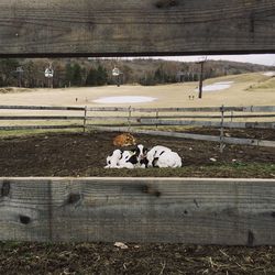 Horse cart on landscape