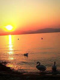 Birds in sea against sky during sunset