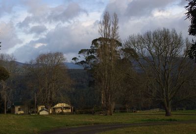 Trees on field against sky