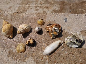 High angle view of shells on sand