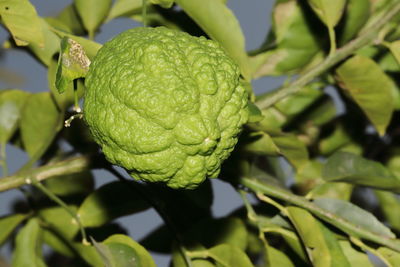 Close-up of raindrops on leaves