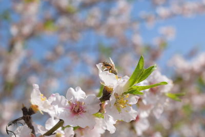 Close-up of white flowers
