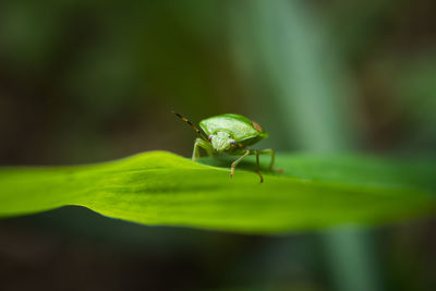 Close-up of green shield bug on leaf