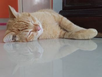 Close-up of a cat sleeping