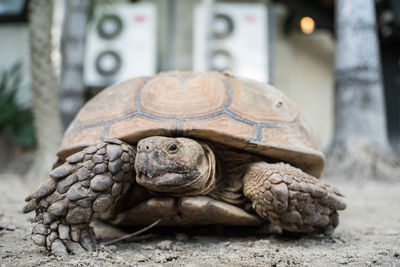 Close-up of turtle