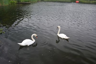 Birds in calm water