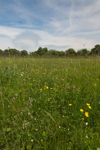 Scenic view of grassy field against sky