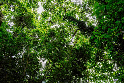 Low angle view of trees in forest