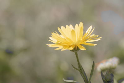 Close-up of yellow flower