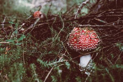 Close-up of mushroom