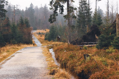 Road amidst trees in forest during autumn