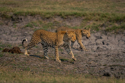 Cheetah walking on field