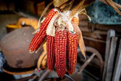 Close-up of red berries