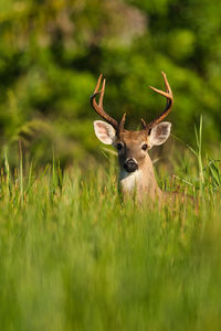 Close-up of deer on field