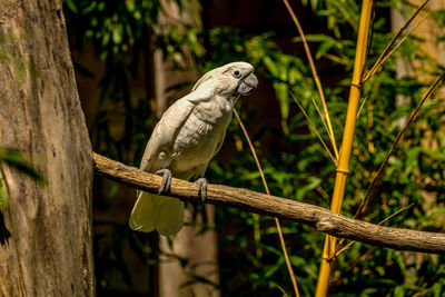 Colorful parrot