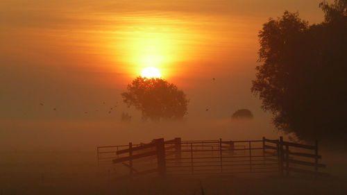Silhouette trees against orange sky during sunset
