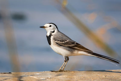 Close-up of bird perching