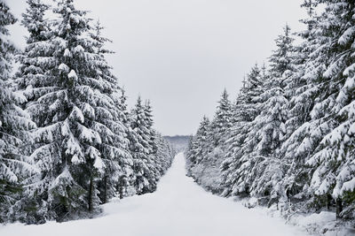 Snow covered land and trees against sky