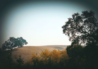 Scenic view of forest against clear sky