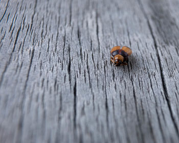 Close-up of snail on wood