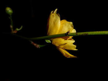 Close-up of yellow flower against black background