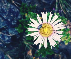 Close-up of daisy blooming outdoors