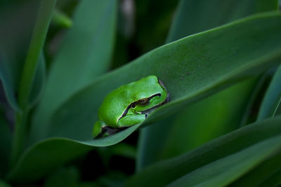 Close-up of frog on leaf