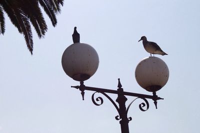 Low angle view of birds perching on tree against sky