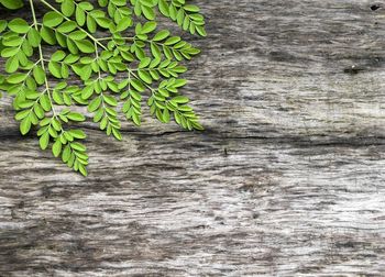 High angle view of plant growing on wood against wall