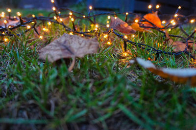 Close-up of dry leaves on grass