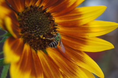 Close-up of bee on yellow flower